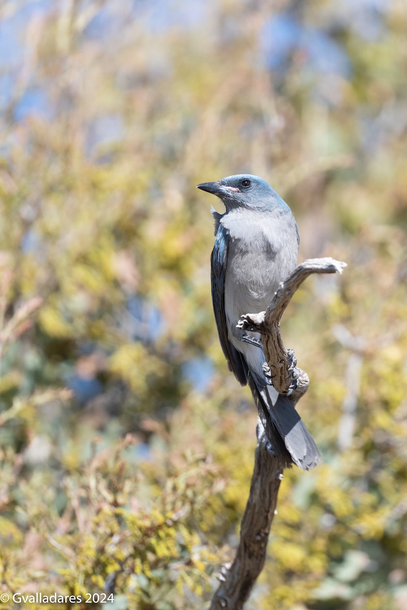 Mexican Jay - ML618306600