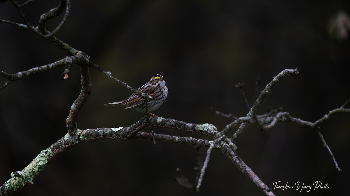Savannah Sparrow - ML618306601