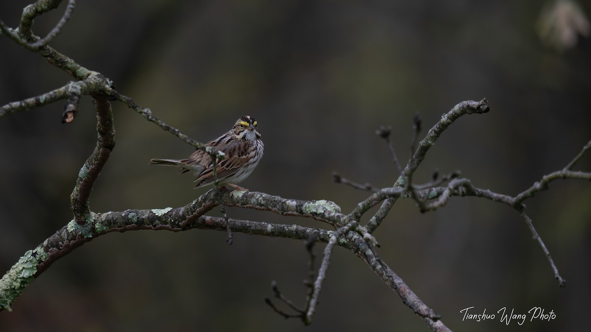 Savannah Sparrow - ML618306602