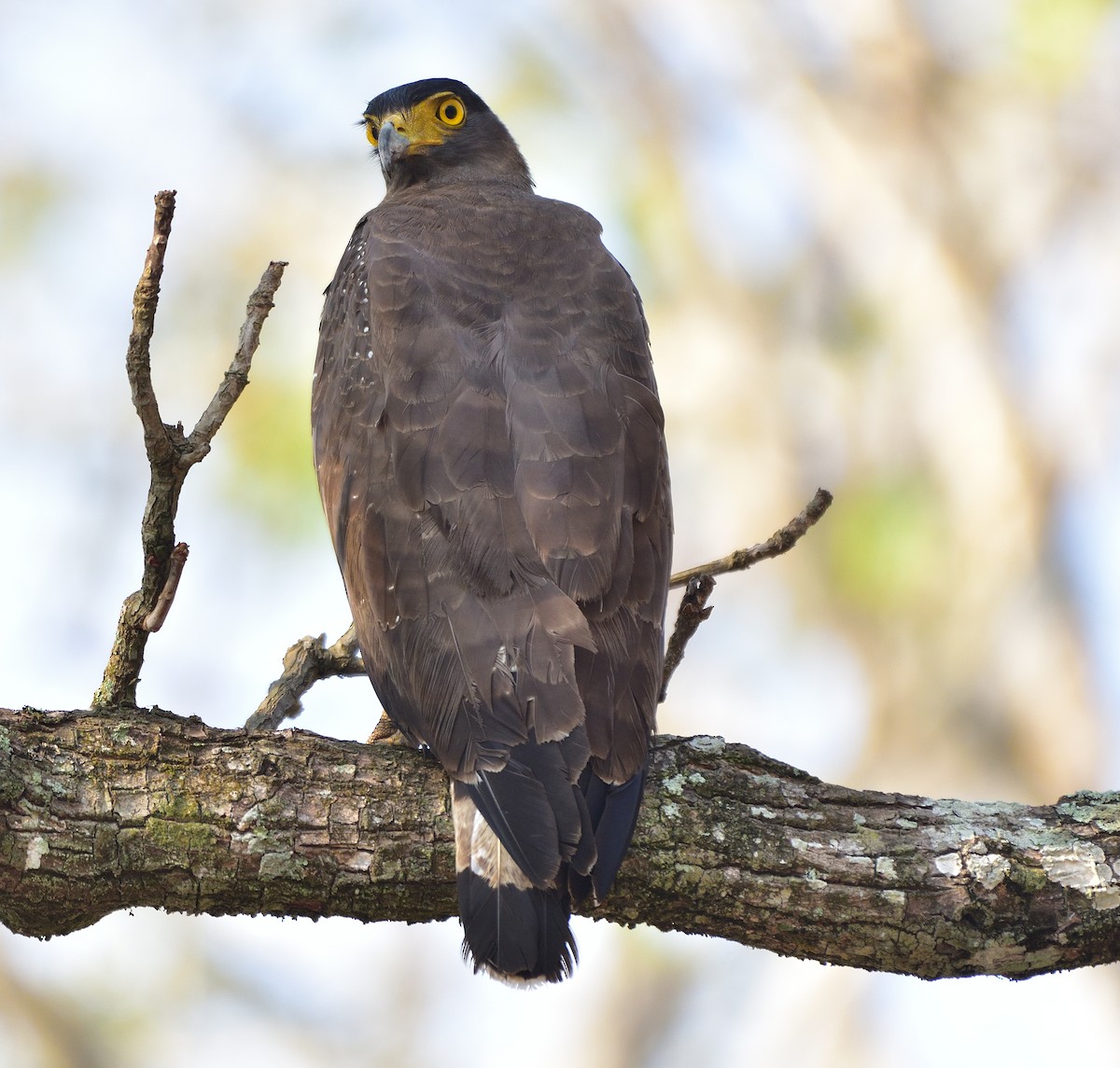 Crested Serpent-Eagle - ML618306615