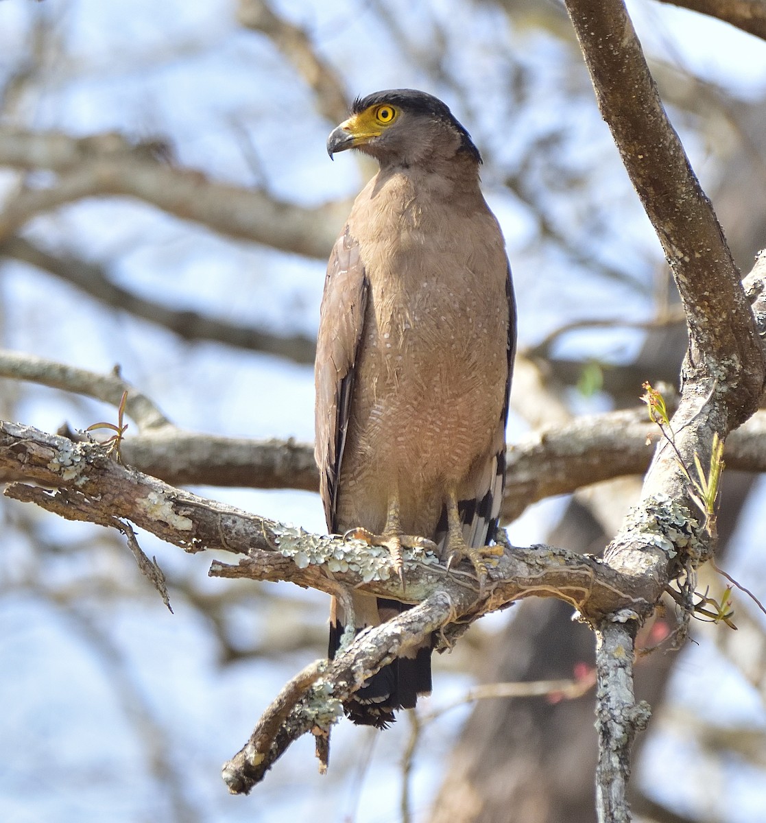 Crested Serpent-Eagle - ML618306621