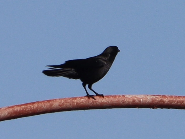 American Crow - ML618306623