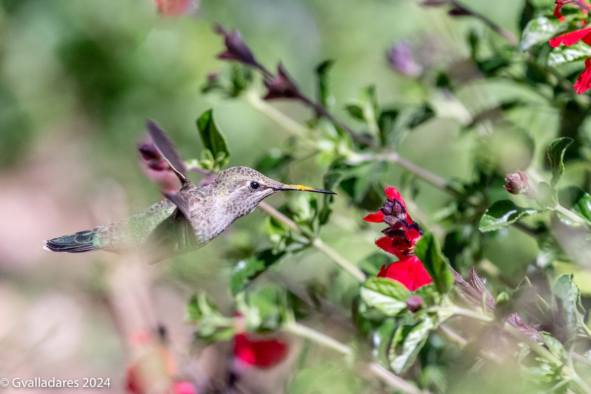 Anna's Hummingbird - George Valladares