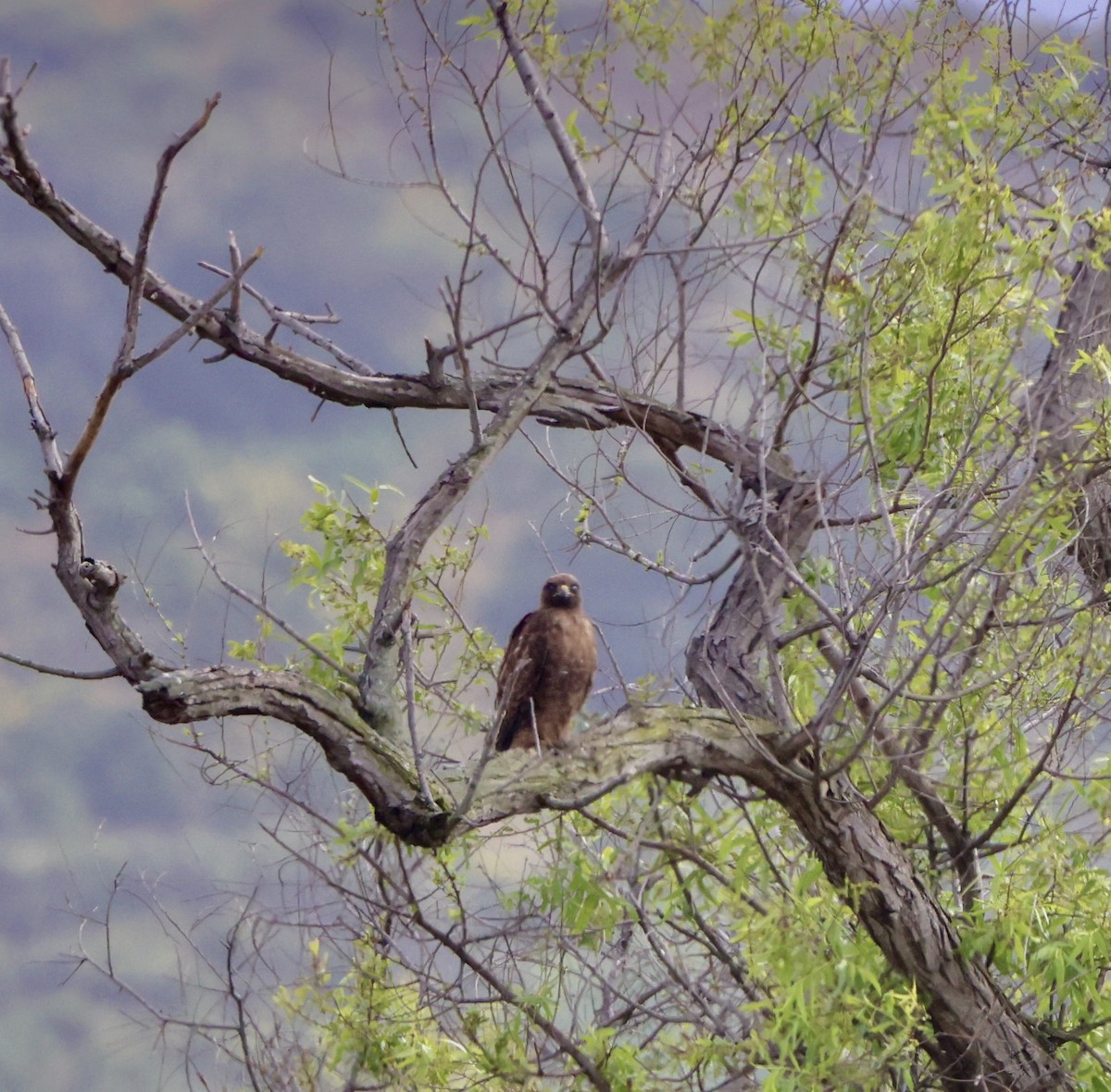 Red-tailed Hawk - ML618306630