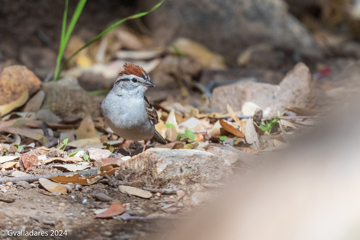 Chipping Sparrow - ML618306637