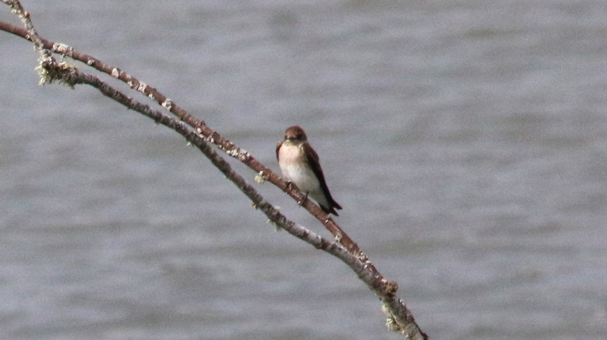 Northern Rough-winged Swallow - ML618306659