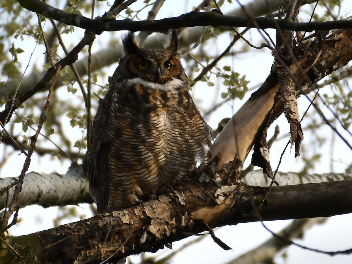 Great Horned Owl - ML618306672