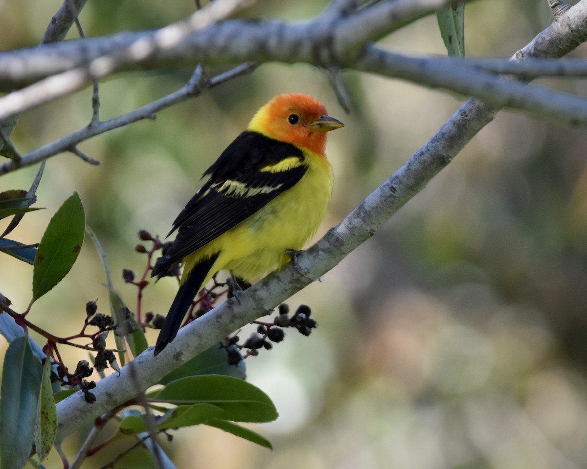 Western Tanager - ML618306729
