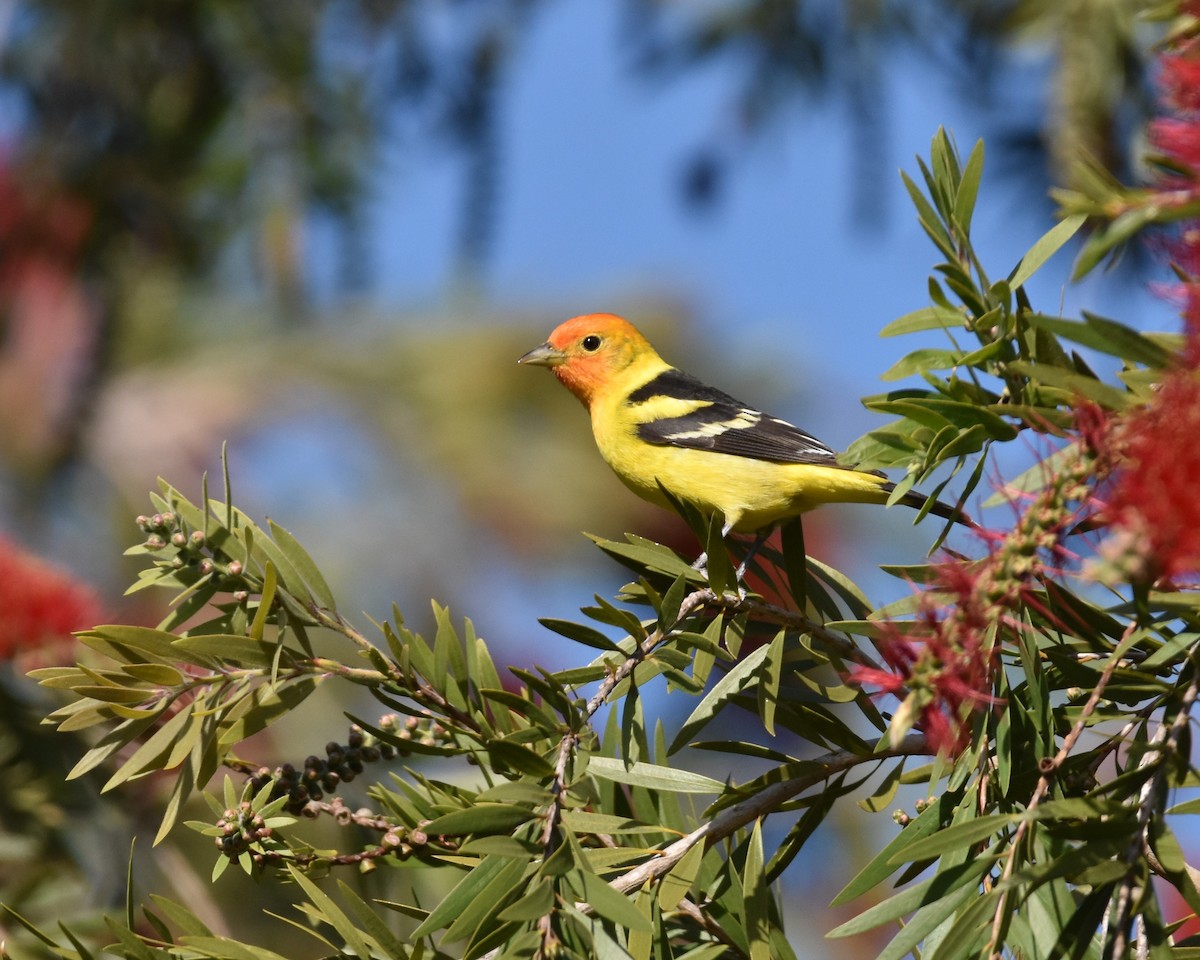 Western Tanager - ML618306730