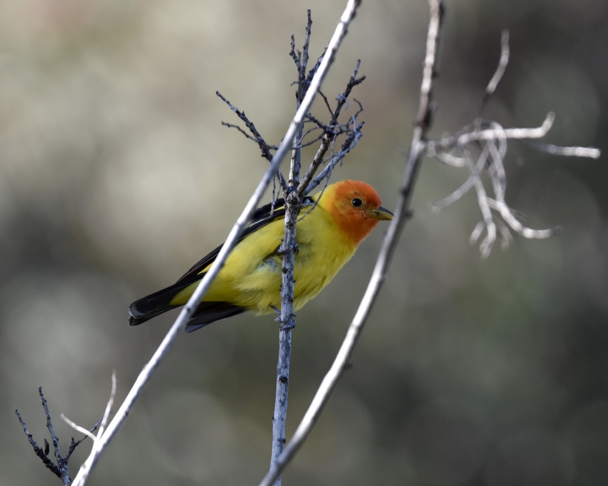 Western Tanager - Jake Hager