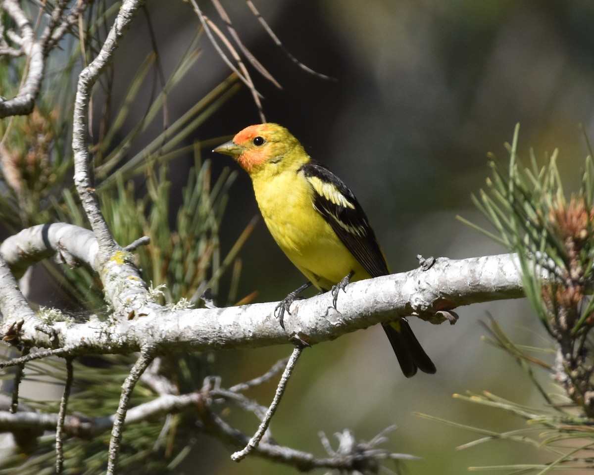Western Tanager - ML618306732