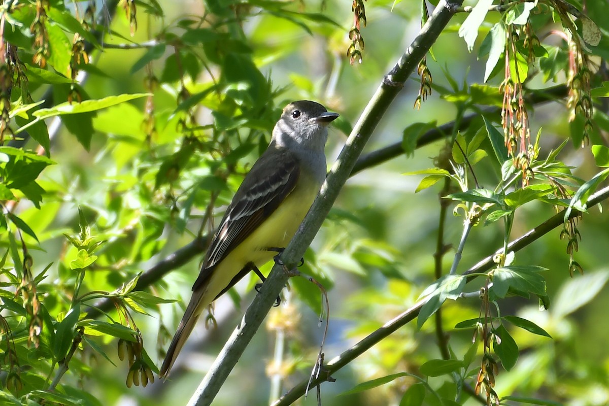 Great Crested Flycatcher - ML618306737
