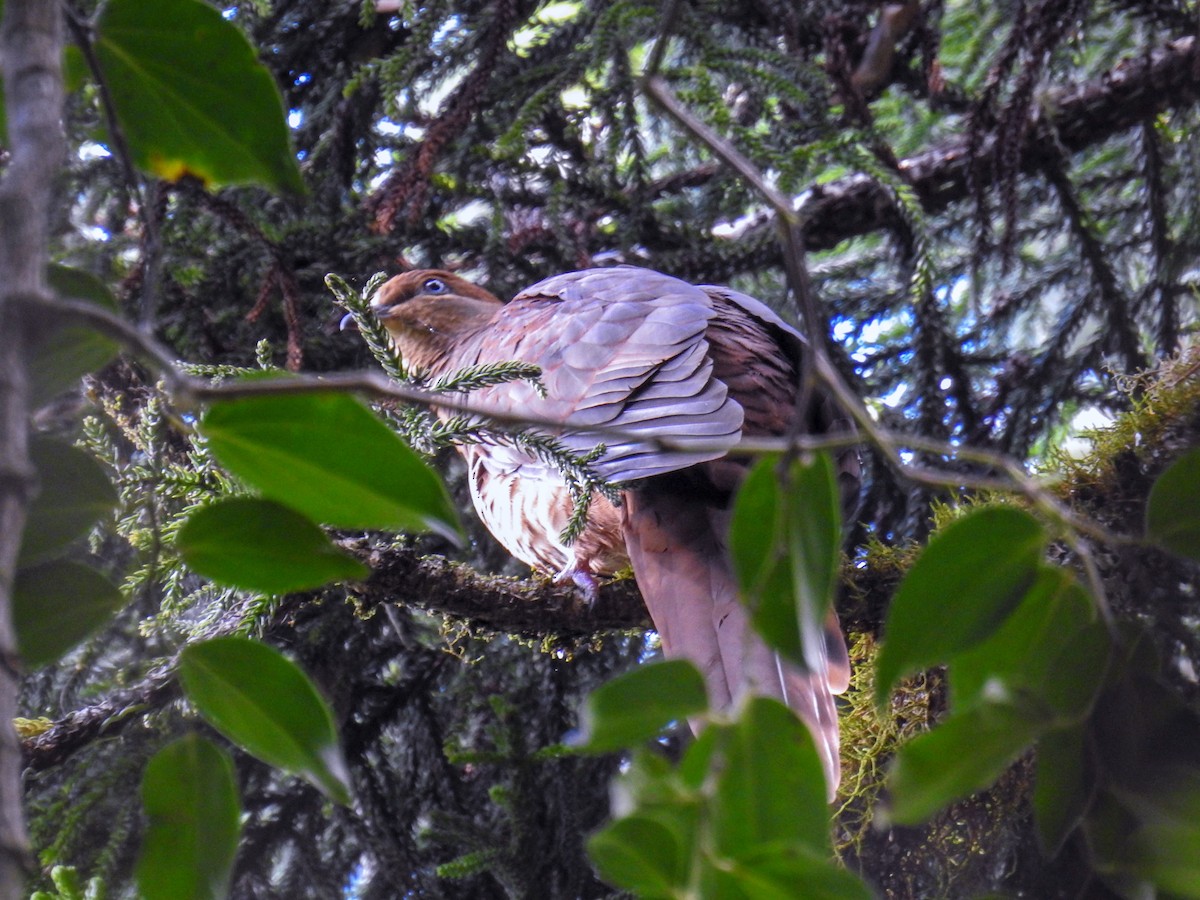 Brown Cuckoo-Dove - ML618306755
