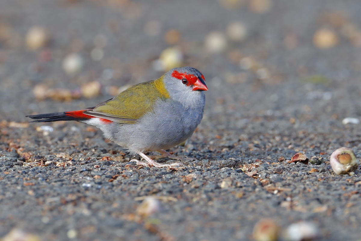 Red-browed Firetail - Elspeth M