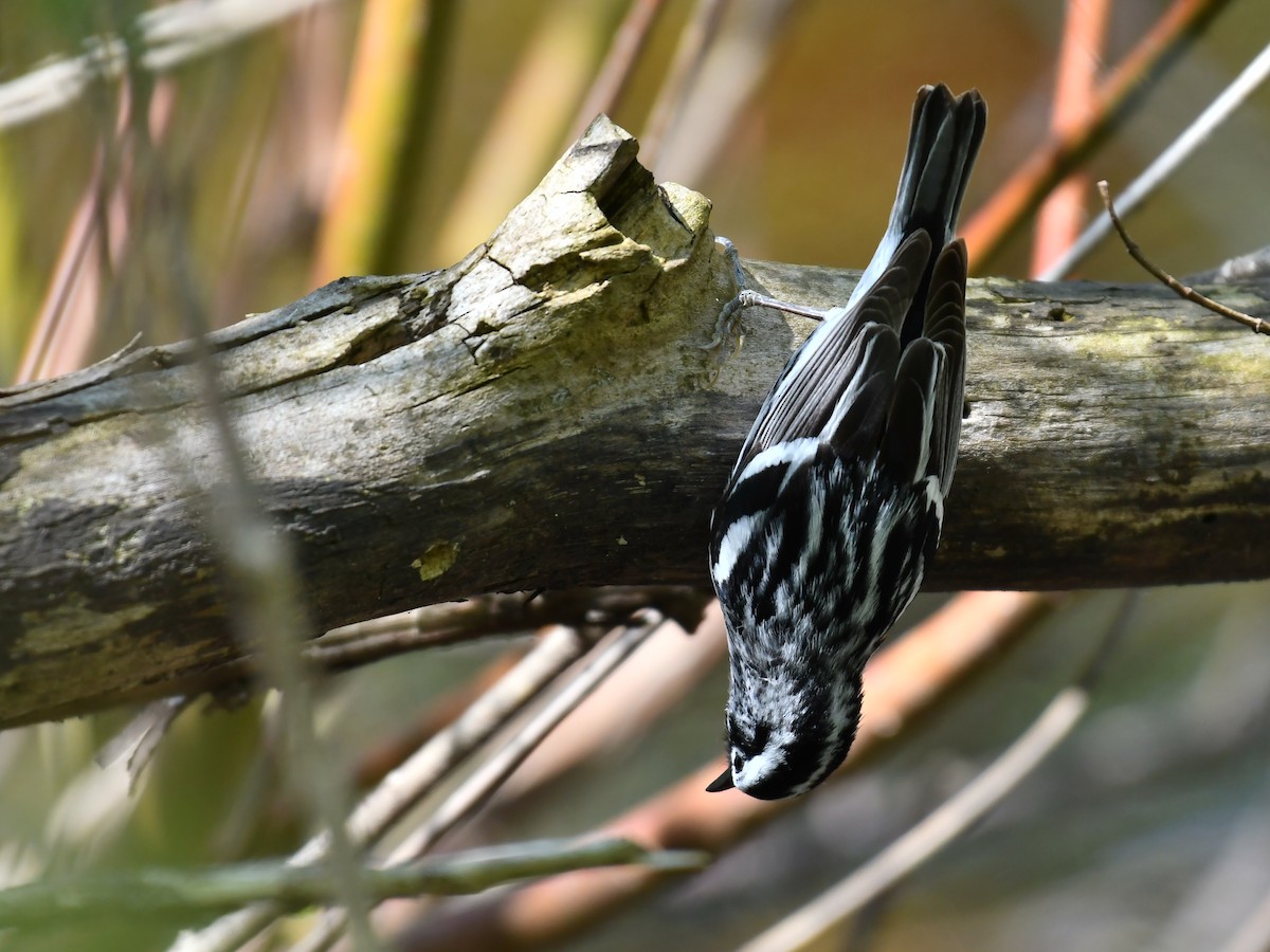 Black-and-white Warbler - ML618306767