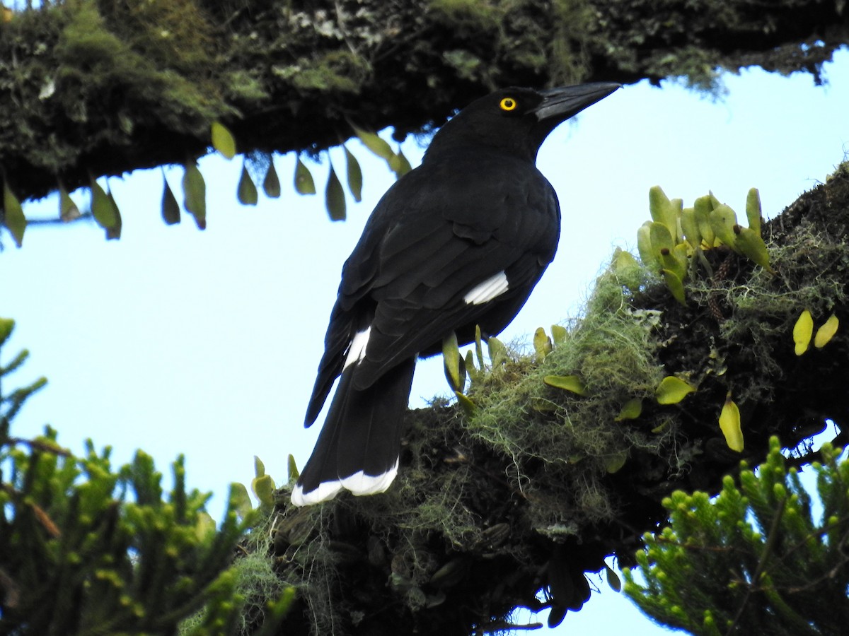 Pied Currawong - ML618306768