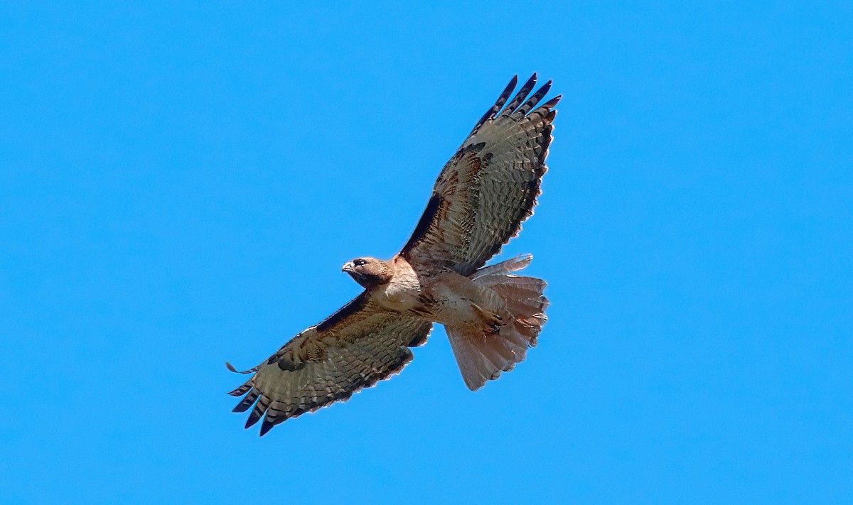 Red-tailed Hawk - ML618306792