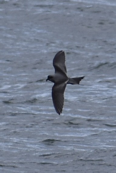 Fork-tailed Storm-Petrel - ML618306793