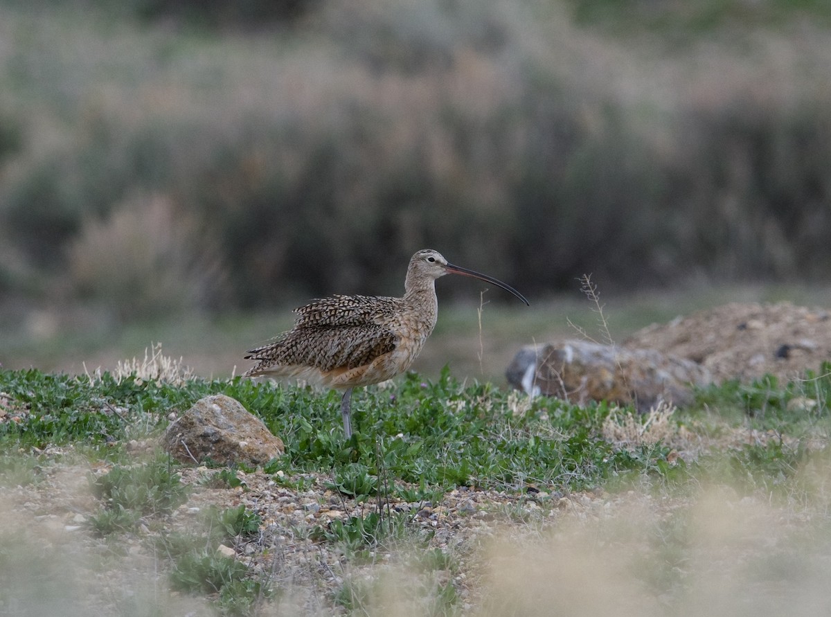 Long-billed Curlew - ML618306801