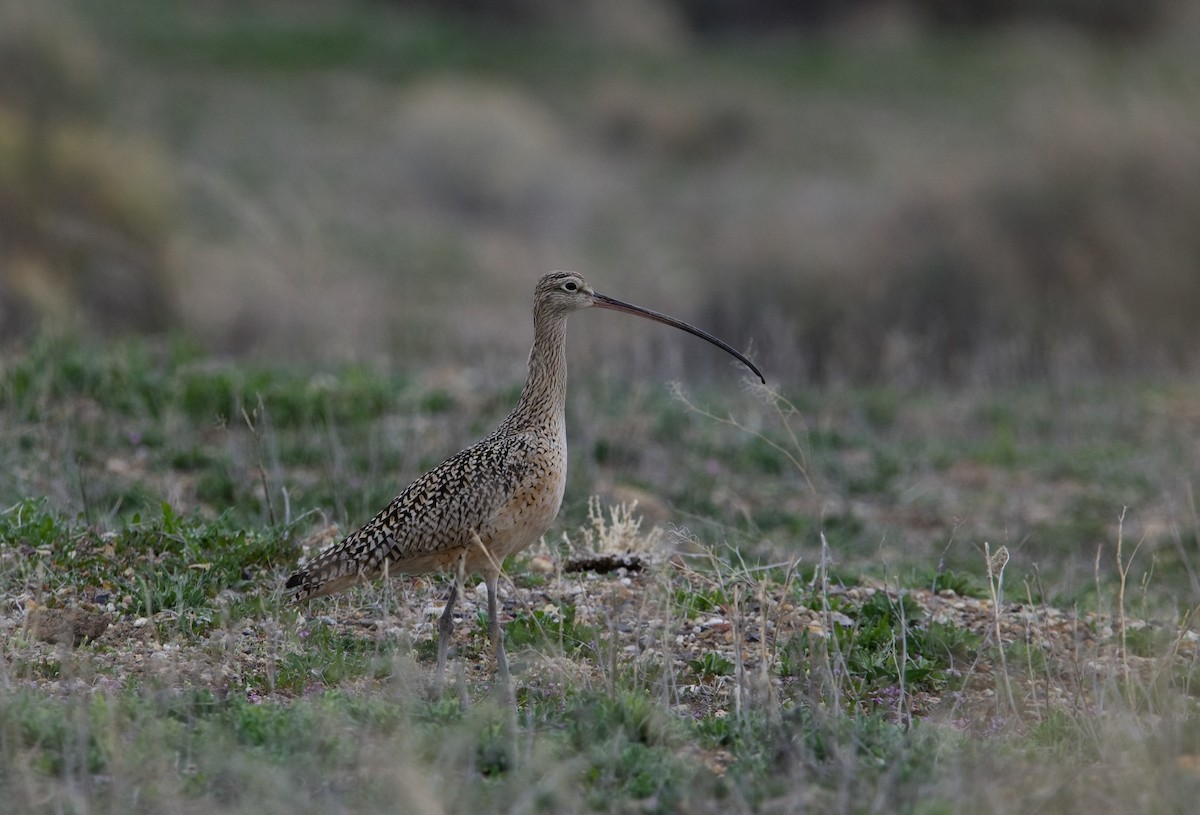 Long-billed Curlew - ML618306802