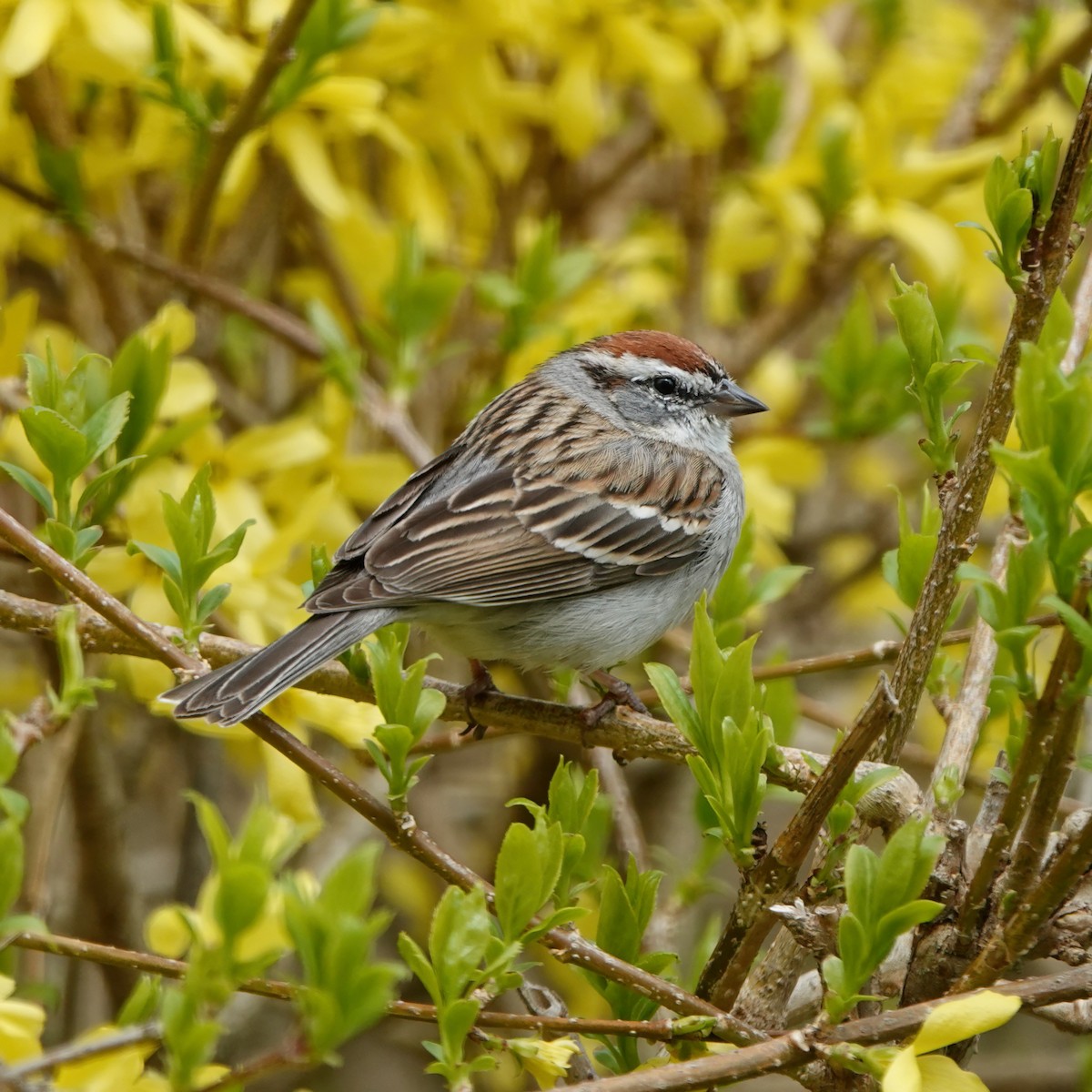 Chipping Sparrow - ML618306804