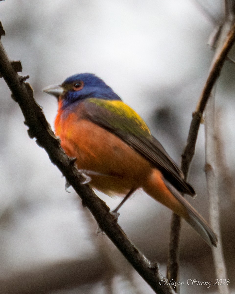 Painted Bunting - ML618306809