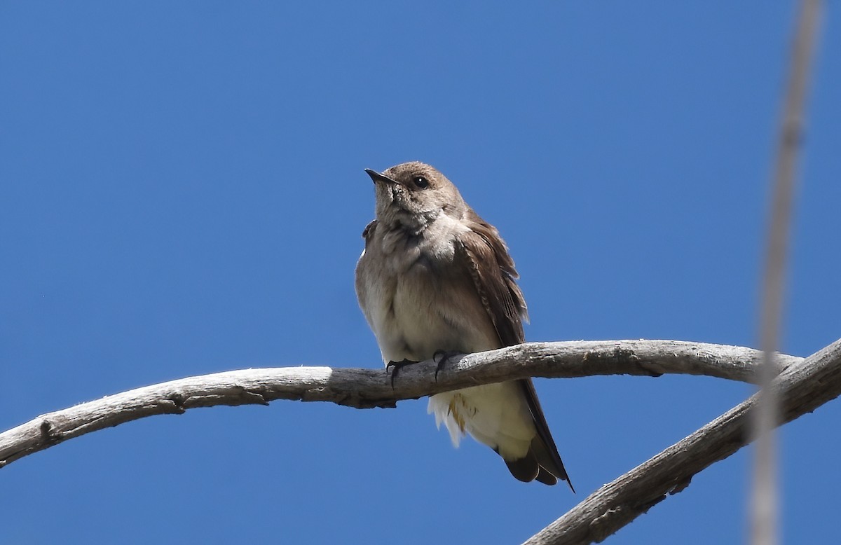 Northern Rough-winged Swallow - ML618306836