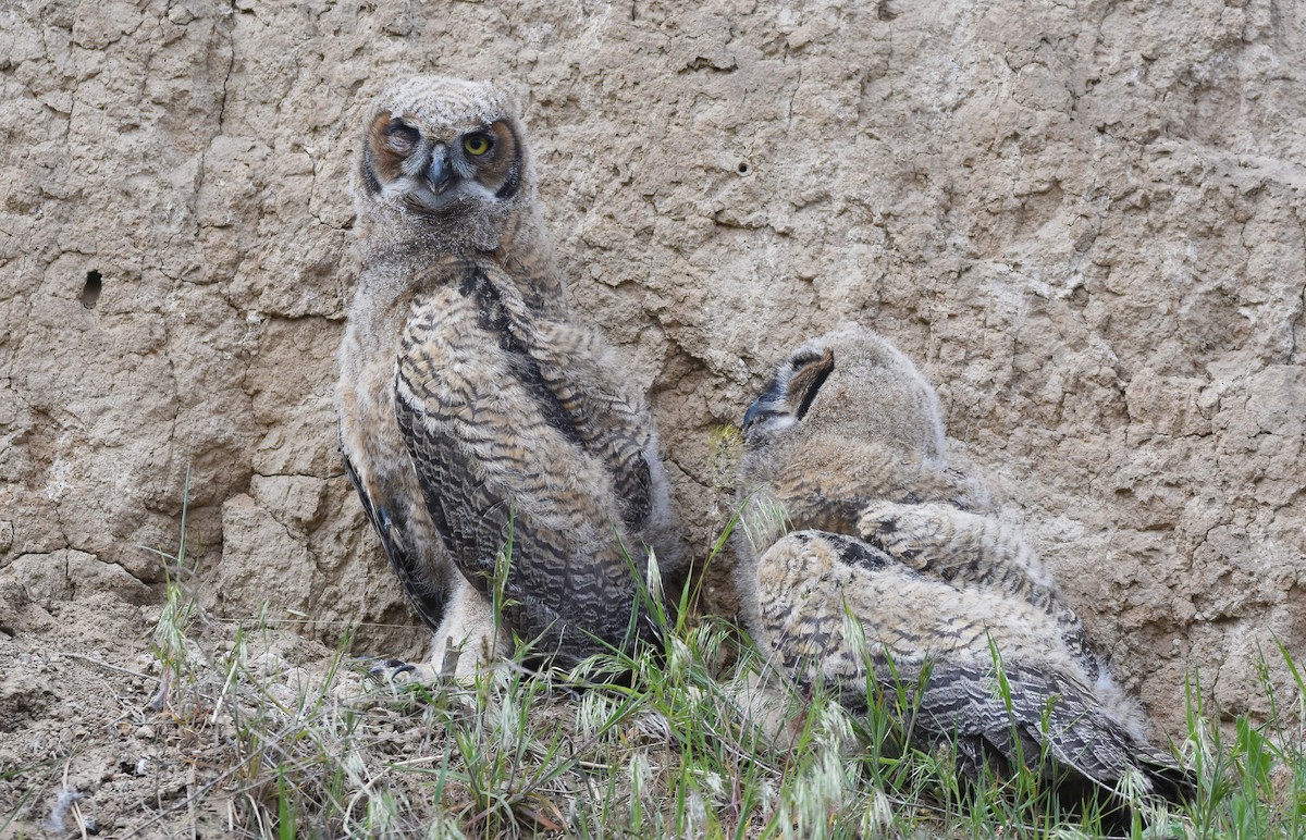Great Horned Owl - ML618306837