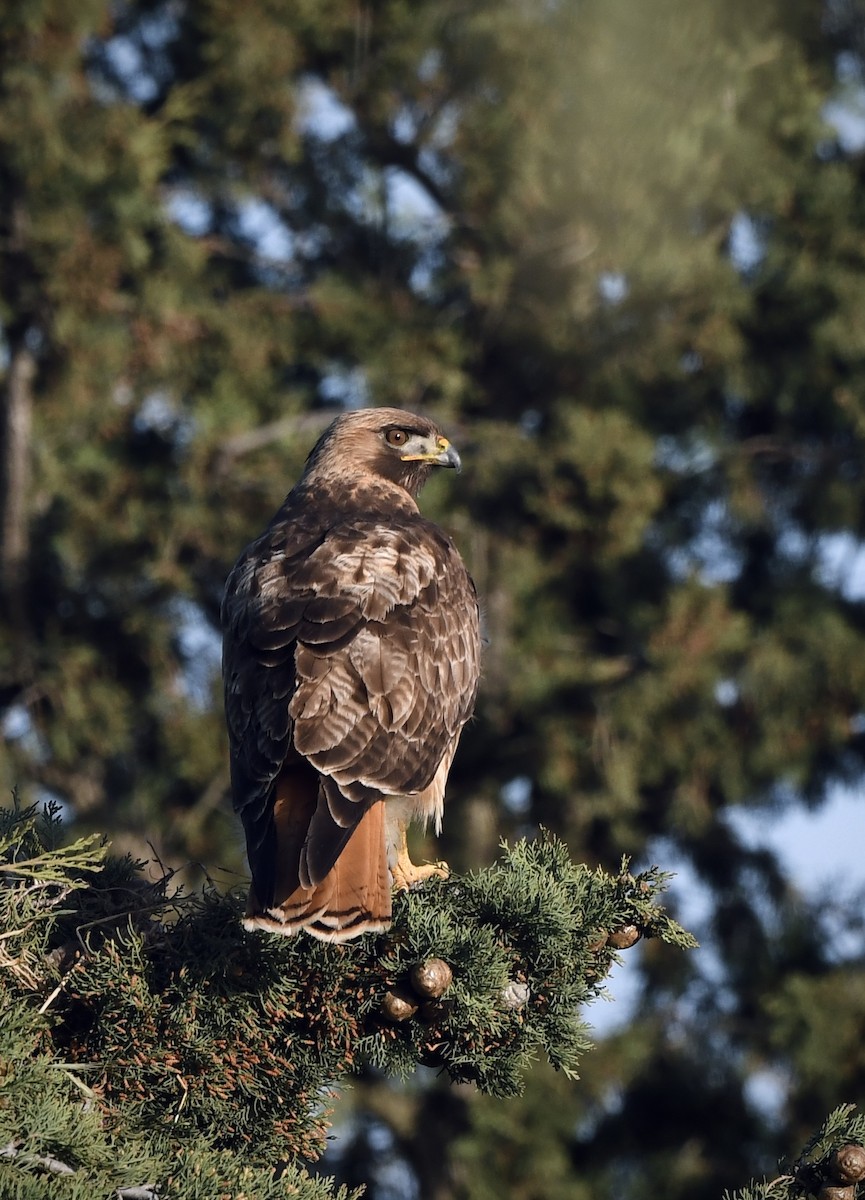 Red-tailed Hawk - ML618306844