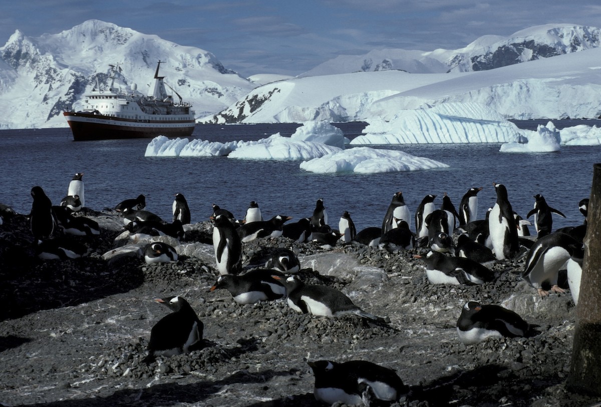 tučňák oslí - ML618306850
