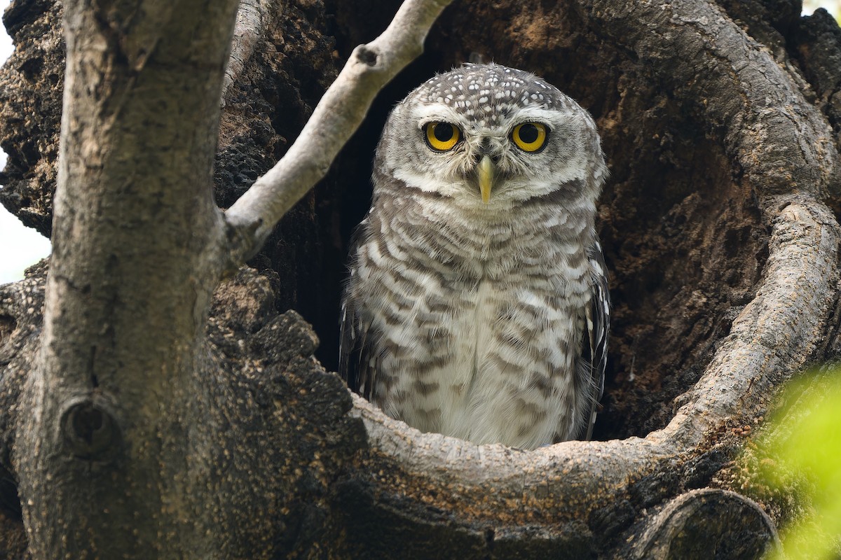 Spotted Owlet - ML618306874