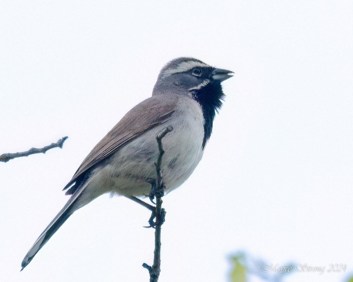 Black-throated Sparrow - ML618306875