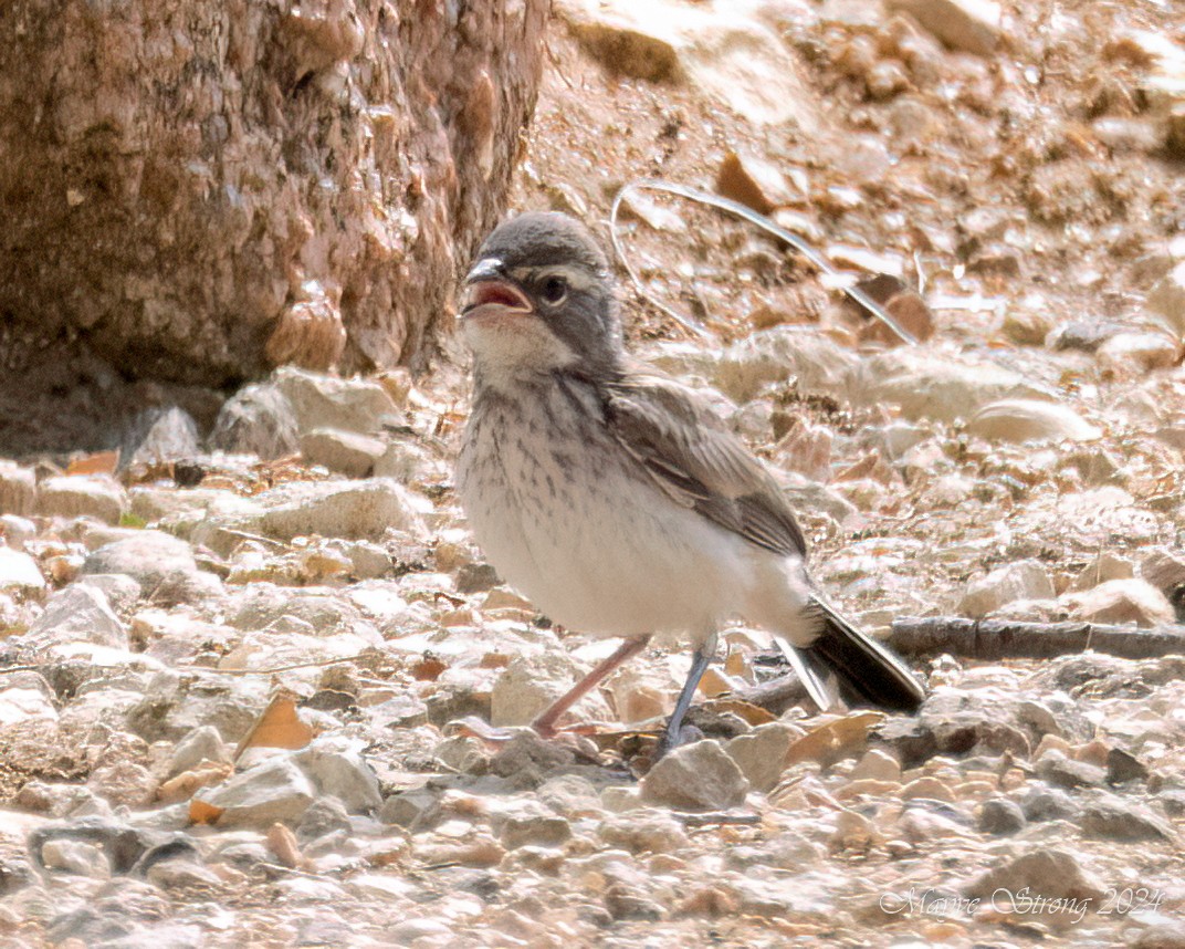 Black-throated Sparrow - ML618306876