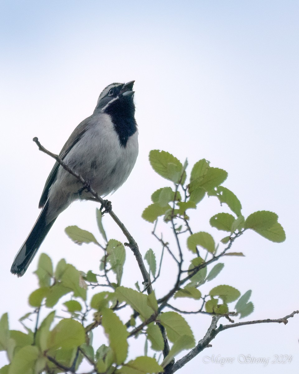 Black-throated Sparrow - ML618306877