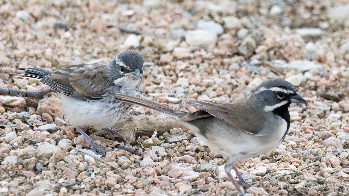 Black-throated Sparrow - Mayve Strong
