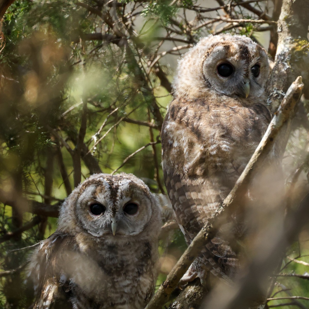 Tawny Owl - ML618306901