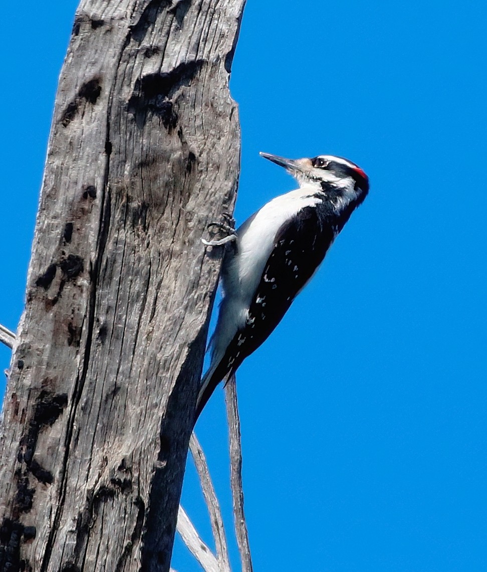 Hairy Woodpecker - ML618306920