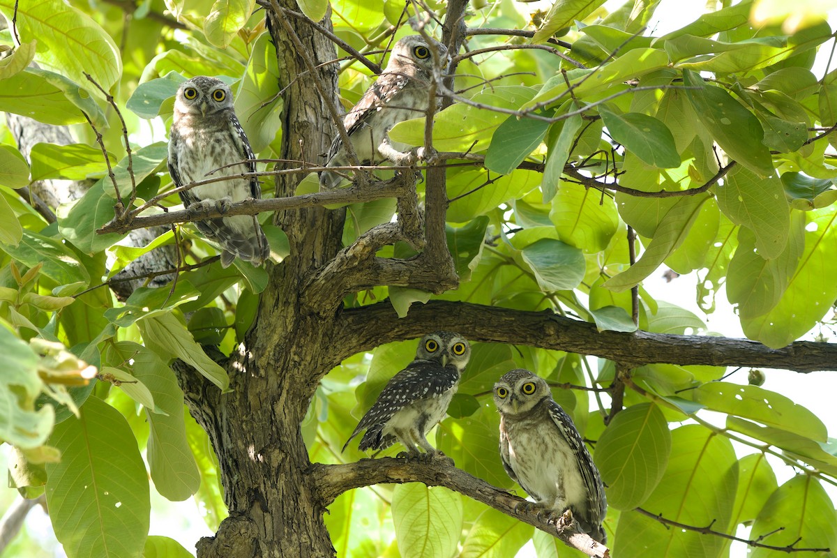 Spotted Owlet - ML618306925