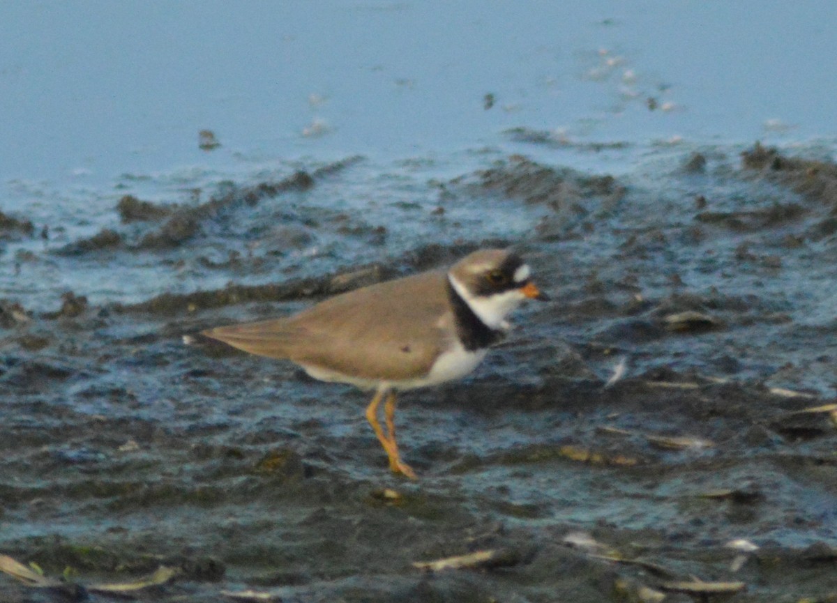 Semipalmated Plover - ML618306943