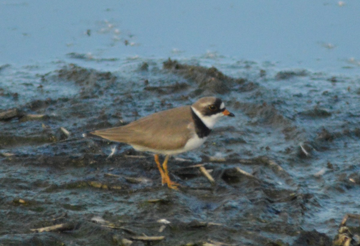 Semipalmated Plover - ML618306944