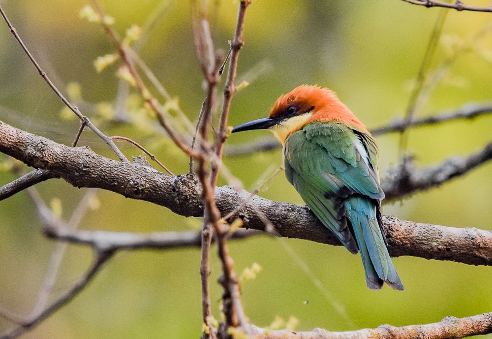 Chestnut-headed Bee-eater - Binit Bhusal