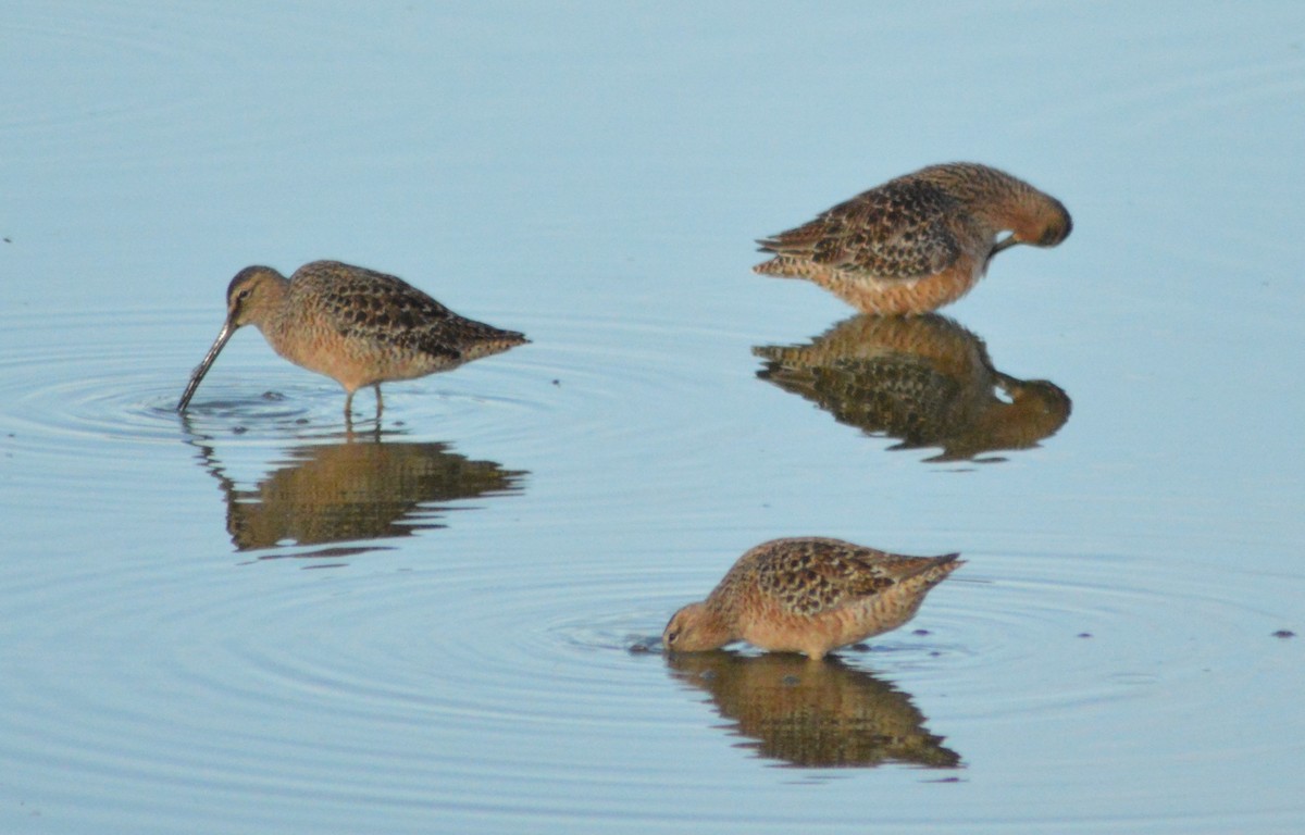 Long-billed Dowitcher - ML618306953