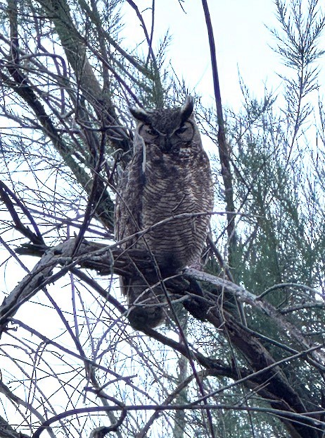 Great Horned Owl - ML618306959