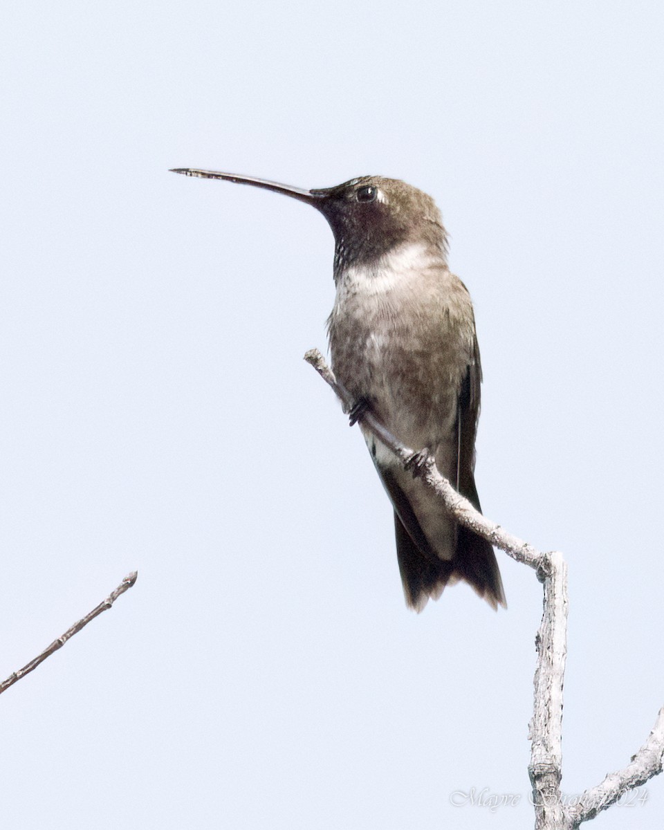 Black-chinned Hummingbird - ML618306975