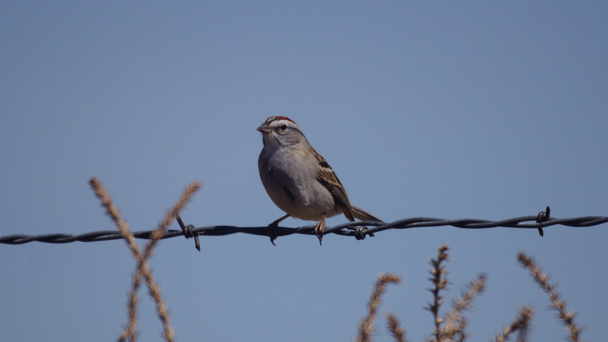 Clay-colored Sparrow - ML618306997