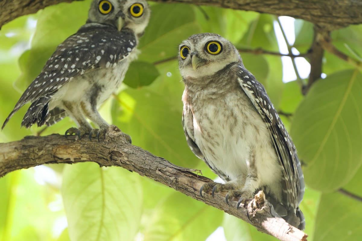 Spotted Owlet - ML618307007