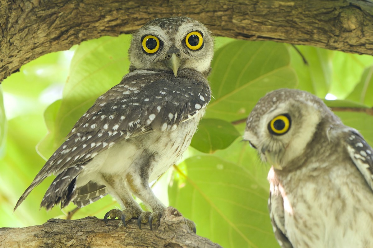 Spotted Owlet - ML618307008