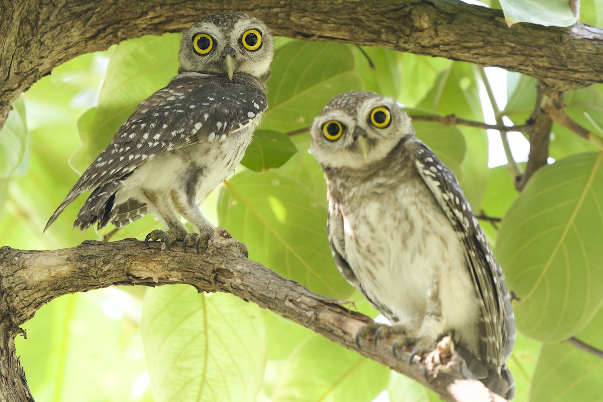 Spotted Owlet - ML618307009