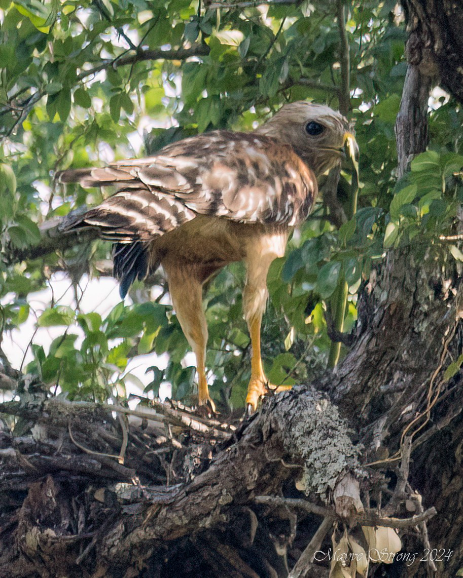 Red-shouldered Hawk - Mayve Strong