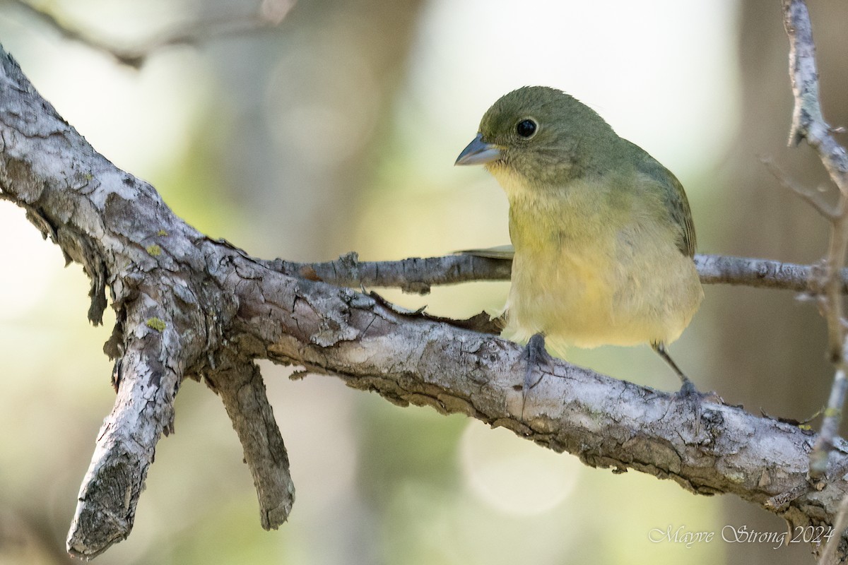 Painted Bunting - ML618307019